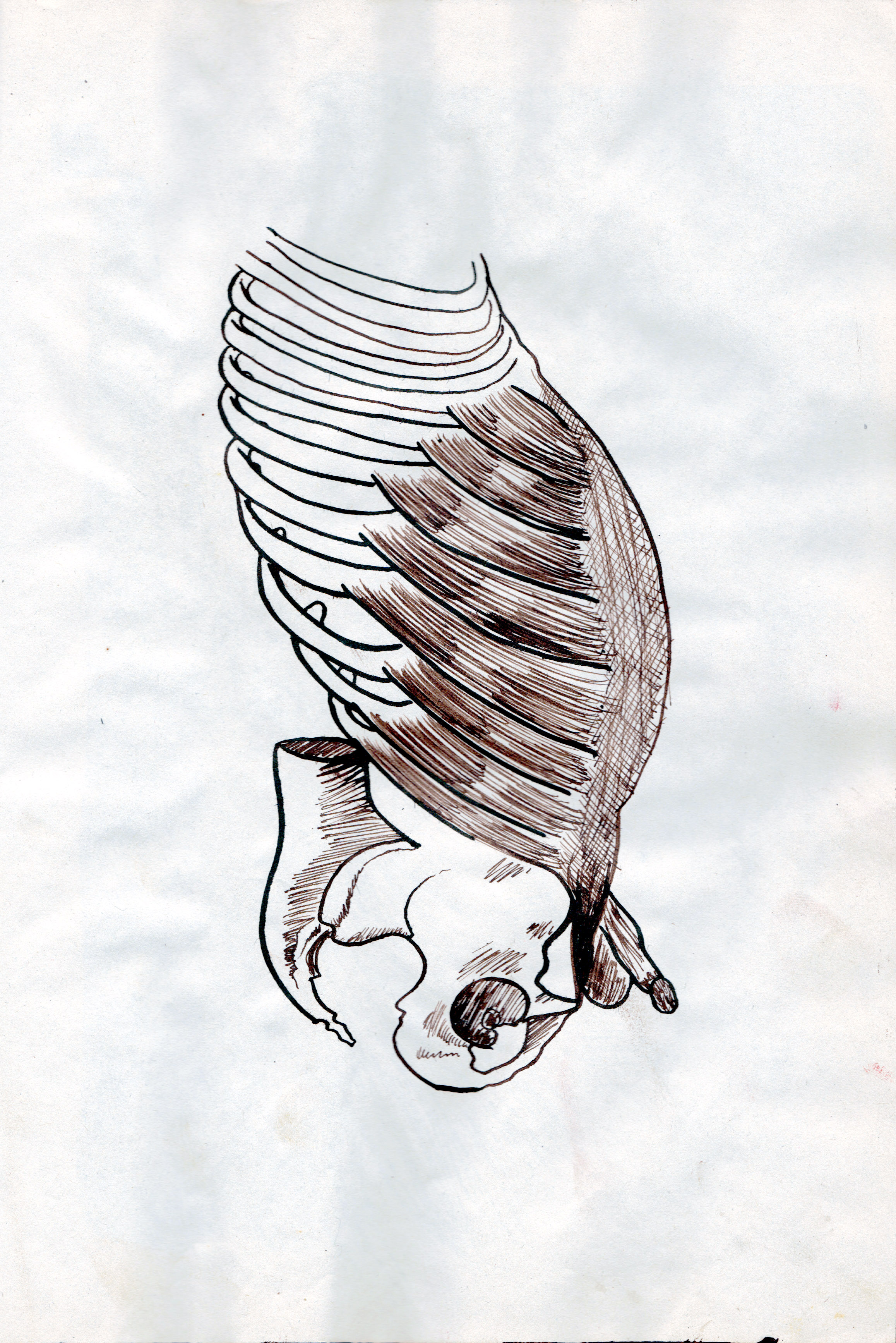  Etude anatomique de nain de jardin, 30 x 21 cm, brou de noix sur papier, 1994.